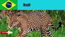 A guide to National Animals of 100 countries in alphabetical order