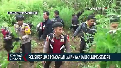 Temukan 38 Titik Lahan Ganja di Gunung Semeru, Polisi Perluas Pencarian dengan Drone!