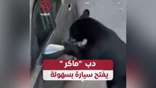 دب "ماكر" يفتح سيارة بسهولة