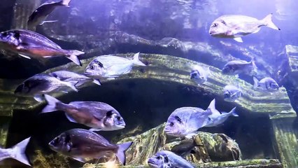 Relaxation film "Beautiful Aquarium" with colorful fish and relaxing music.