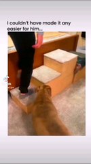 #dog #penguin #pet #funnydog #cute #cutedog #cutebaby #sn2sg #sunnight #sunnightmusic #fall #jump #stairs #drop #goals #surprise #comedia #animal #sunnightpop  #havefun #steps #stepbystep #funny #watch #wth #why #haha #doglove #mate #friends #high #walk #