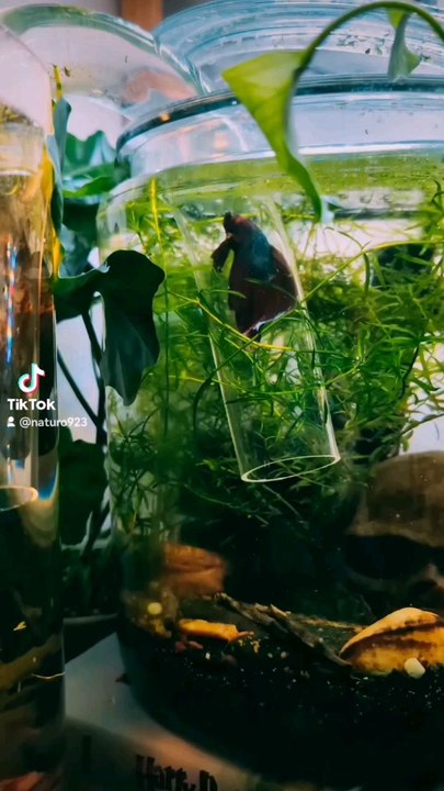 #siamese #fighting #fish #travel #trip #multiverse #explore #discover #sn2sg #beautiful #aquarium #sunnight #sunnightmusic #pets #animal #sunnightpop #summerlibe #adventure #like #underwater #water #swimming #bettafish #betta #colorful #red #blues #wild
