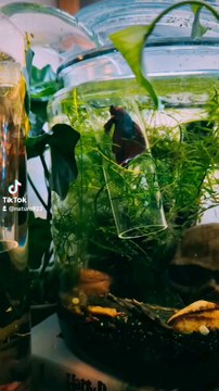 #siamese #fighting #fish #travel #trip #multiverse #explore #discover #sn2sg #beautiful #aquarium #sunnight #sunnightmusic #pets #animal #sunnightpop #summerlibe #adventure #like #underwater #water #swimming #bettafish #betta #colorful #red #blues #wild