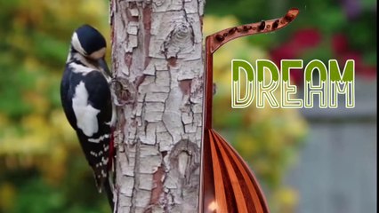 🎶 DREAM - oud trip - HUSSEIN ELMASRY