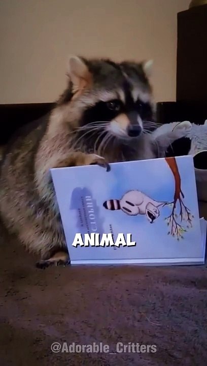 Raccoon: Bandit of Animal Kingdom