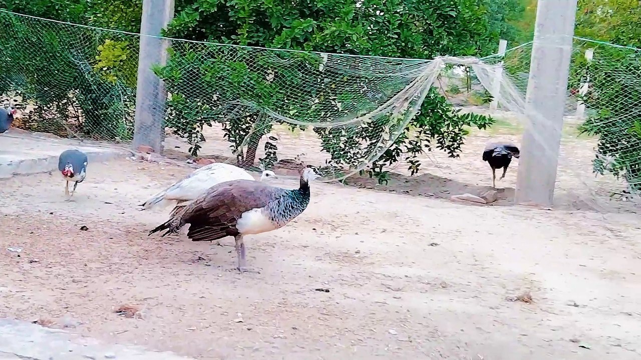 1 pigeon and 1 aseel hen new come on setup