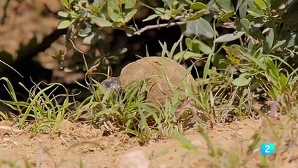 Descubre el Parque Nacional de los Elefantes de Addo: Un Refugio de Vida Silvestre