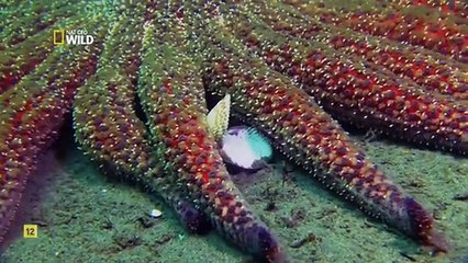 Documental: Los más letales de Alaska. El reino de la ballena asesina.