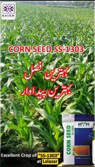 Excellent Crop of "SS-1303" at Lalazar