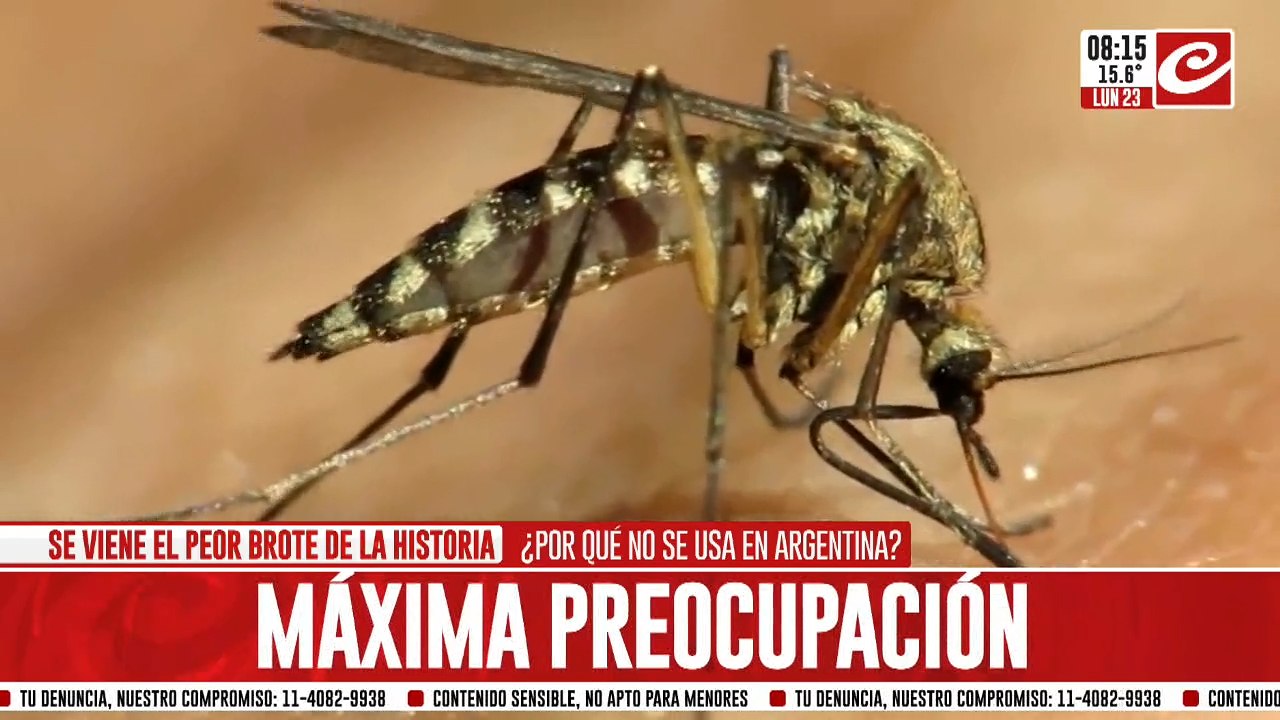 Descubren nueva forma de eliminar al mosquito que provoca dengue... ¿de qué se trata?
