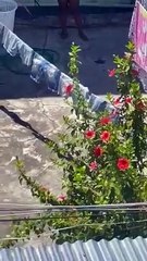 Mujer maltrata menor en SDE