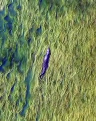 A saltwater crocodile swimming through the seagras