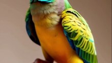 Cute #love Bird ️ parrot #