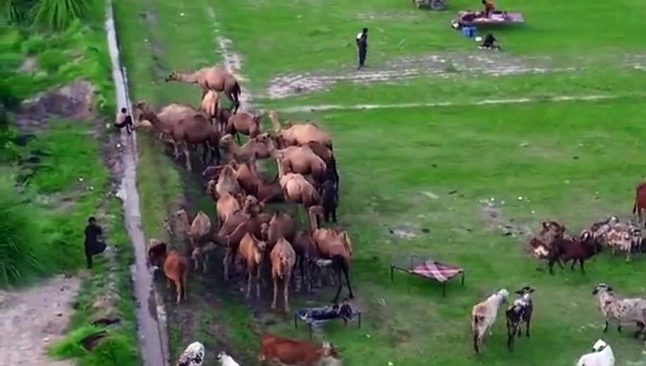 Gaon ke hoobsurat Shaam | beautiful view of village | pind de Zindagi | old culture gaon ka Sanjah punjab