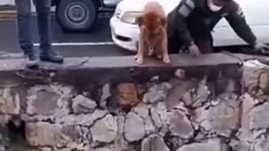 dog rescue operation 개 구출작전 köpek kurtarma operasyonu