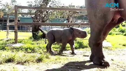 Descargar video: Black Rhino born at Taronga Western Plains Zoo | Daily Liberal | September 2024