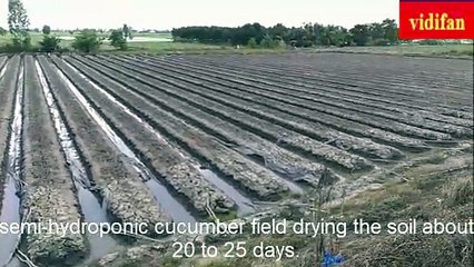 semi hydroponic cucumber growing techniques