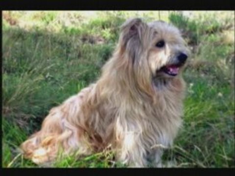 Whilly Berger des Pyrénées