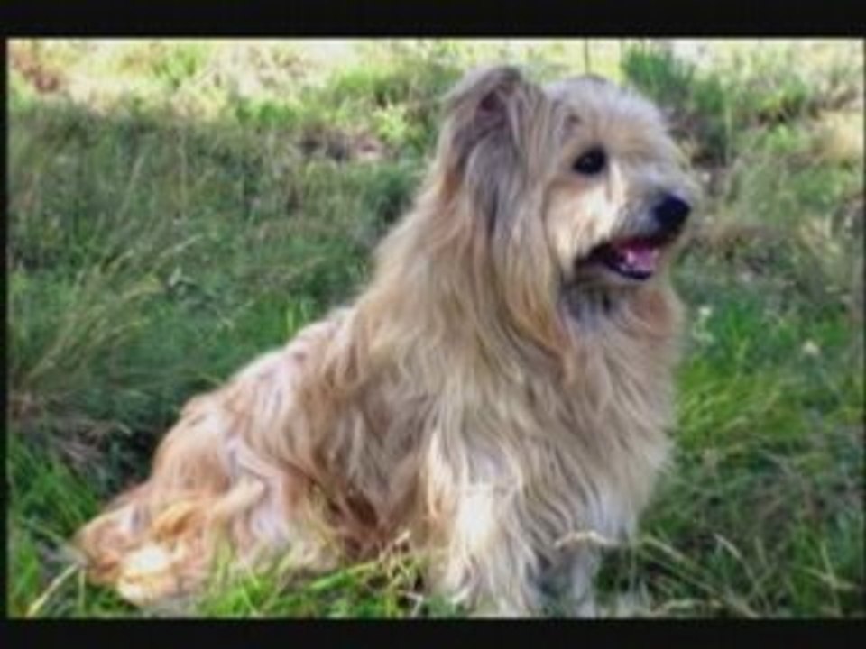 Whilly Berger des Pyrénées