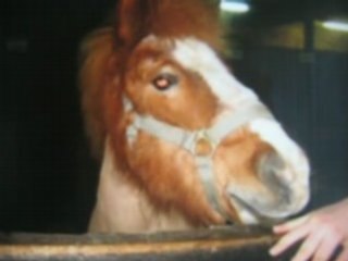 ecuries de la chenaie