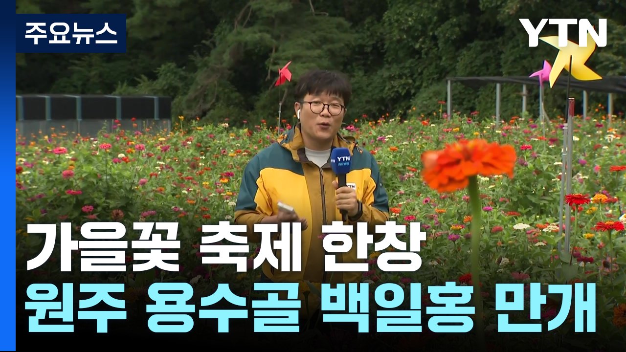 "가을꽃 구경 오세요"...알록달록 백일홍 활짝 / YTN