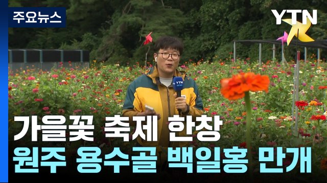 가을꽃 구경 오세요 ...알록달록 백일홍 활짝 / YTN