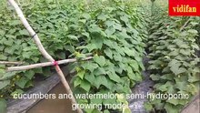 cucumbers and watermelons semi-hydroponic growing model