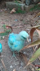 Ayam warna warni ayam pelangi#viral