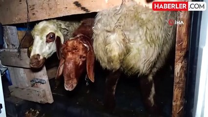 Konya'da Tarım İşçilerini Taşıyan Minibüs Devrildi: 12 Yaralı