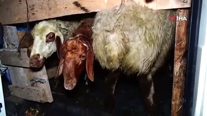 Tarım işçilerini taşıyan minibüs devrildi! 12 yaralı