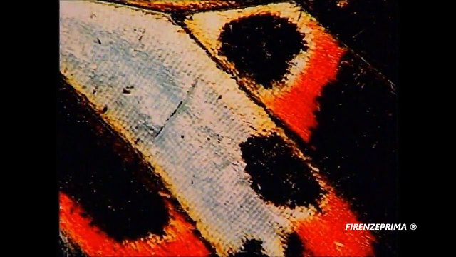 Espressioni Evasioni VP2 GMM 1995