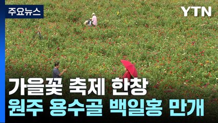 "꽃 구경 오세요"...알록달록 가을꽃 활짝 / YTN