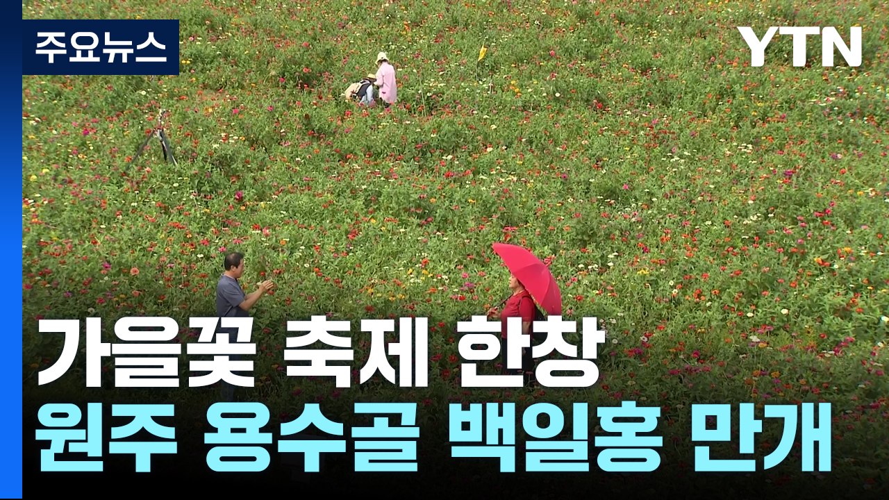 "꽃 구경 오세요"...알록달록 가을꽃 활짝 / YTN