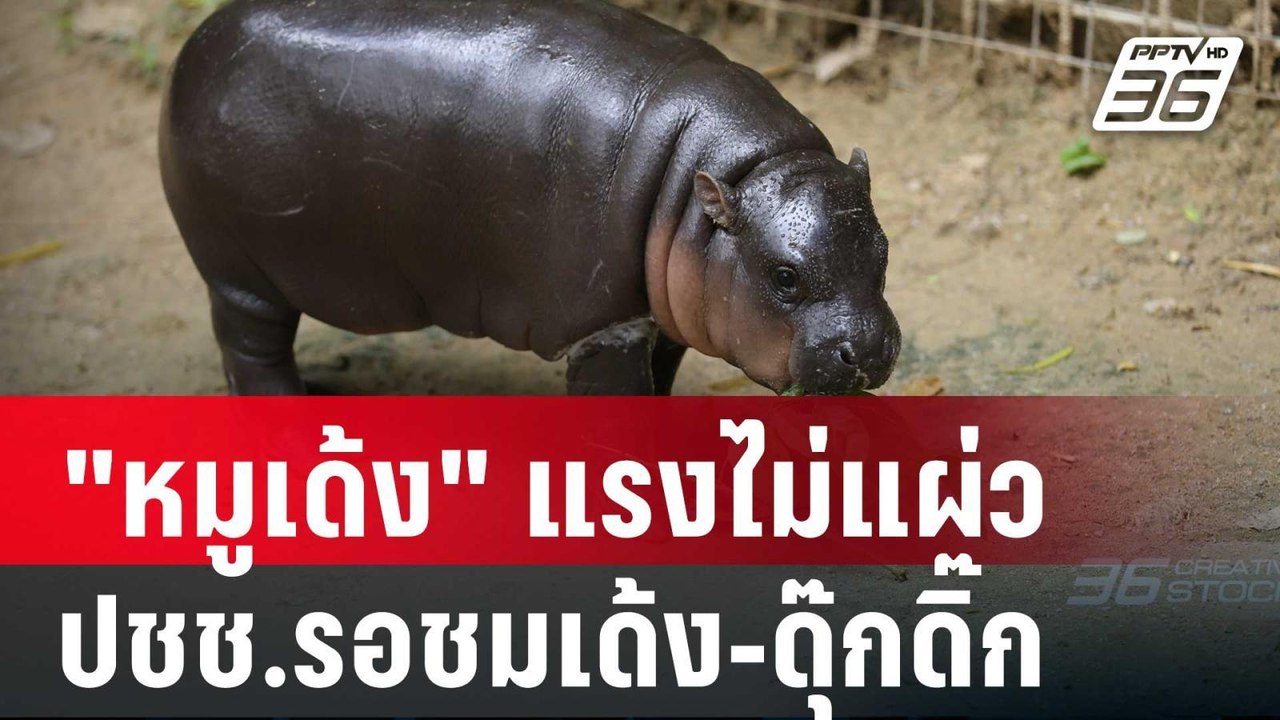 "หมูเด้ง" แรงไม่แผ่ว ปชช.รอชมเด้ง-ดุ๊กดิ๊กเช้ามืด |  เที่ยงทันข่าว | 22 ก.ย. 67