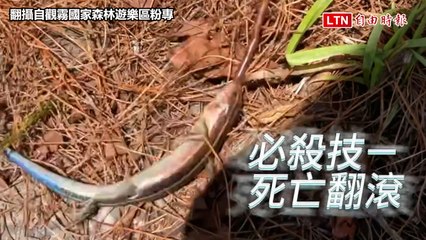 觀霧遊憩區藍尾石龍子展現驚人「死亡翻滾」動作🐍