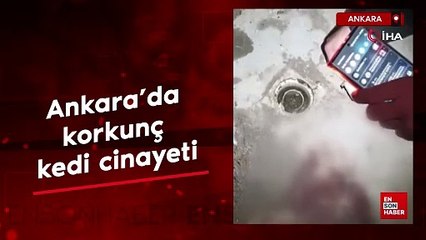 Ankara'da korkunç kedi cinayeti