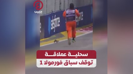 سحلية عملاقة توقف سباق فورمولا 1