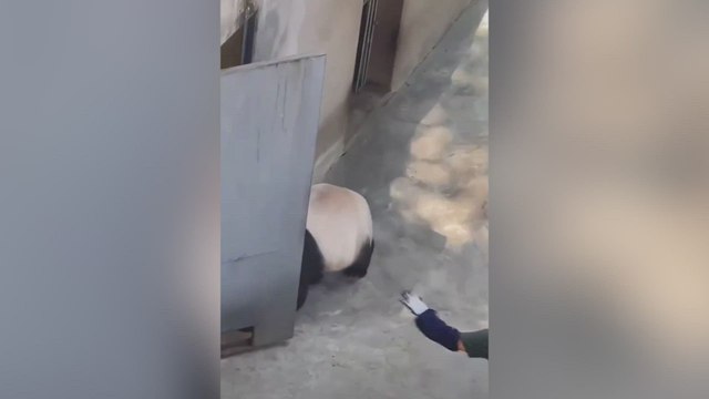El ataque de un oso panda agresivo a su cuidadora que pudo acabar en tragedia