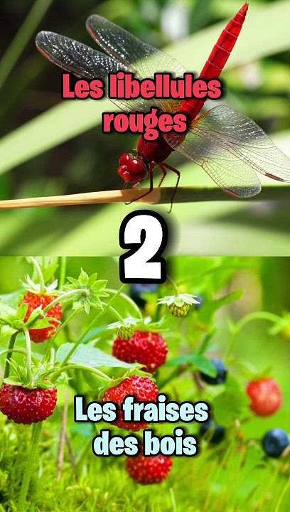 Le jargon militaire
