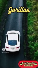 Animal Facts         Gorillas         #shorts