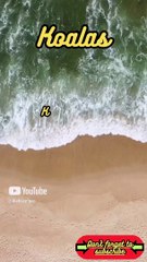 Animal Facts    Koalas   #shorts