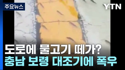 [영상] 도로 한복판에 물고기떼?..."대조기 불어난 물 때문" / YTN