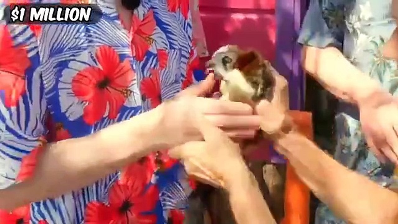 ISELAND | MR BEAST | MR FEAST | VIRALVIDEO | TRENDING | BEST | ISELAND |TREND