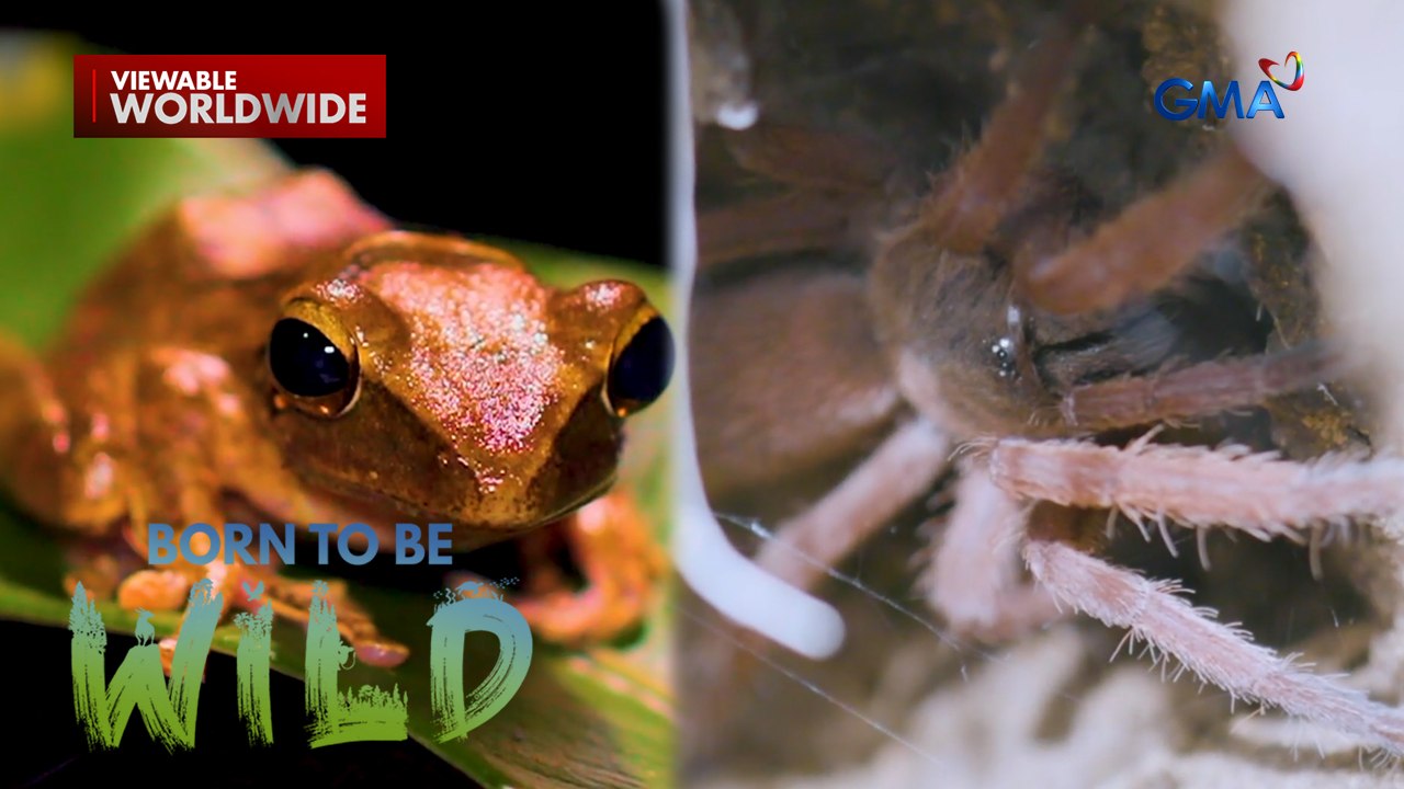 Patagisan sa 'long jump' ng mga palaka at tarantula | Born to be Wild