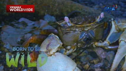 Mga alimango, nag-wrestling sa bakawan ng Pagbilao, Quezon?! | Born to be Wild