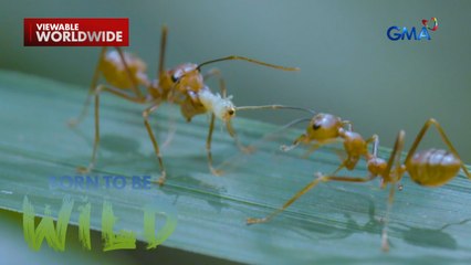 Ang small but terrible na weightlifter-- ang mga langgam  | Born to be Wild