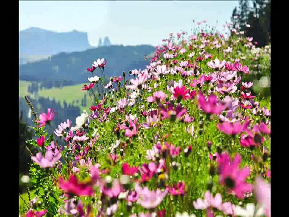 Charles Gounod /JS Bach - Ave Maria