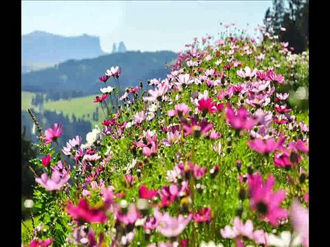 Charles Gounod /JS Bach - Ave Maria