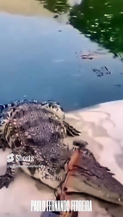 Annoy Corcodiles