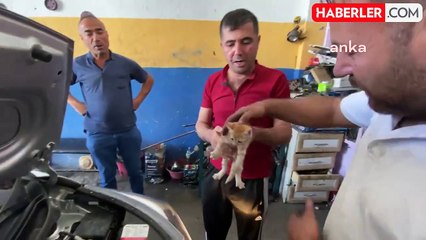 Yozgat'ta Sanayi Esnafı Motor Aksamından Çıkan Yavru Kediyi Sahiplendi